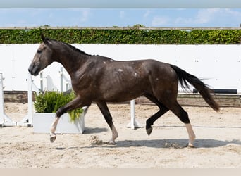 Belgisches Warmblut, Hengst, 3 Jahre, 170 cm, Schimmel
