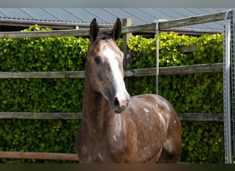 Belgisches Warmblut, Hengst, 3 Jahre, 170 cm, Schimmel
