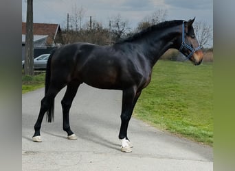 Belgisches Warmblut, Hengst, 3 Jahre, 172 cm, Brauner