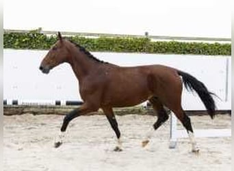 Belgisches Warmblut, Hengst, 3 Jahre, 173 cm, Brauner