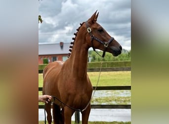 Belgisches Warmblut, Hengst, 3 Jahre, 174 cm, Fuchs