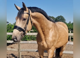 Belgisches Warmblut, Hengst, 3 Jahre, Buckskin