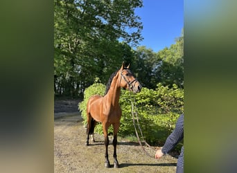 Belgisches Warmblut, Hengst, 4 Jahre, 163 cm, Brauner