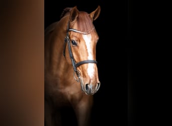 Belgisches Warmblut, Hengst, 4 Jahre, 164 cm, Fuchs