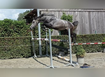 Belgisches Warmblut, Hengst, 4 Jahre, 164 cm, Schimmel