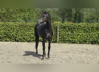 Belgisches Warmblut, Hengst, 4 Jahre, 164 cm, Schimmel