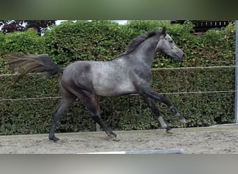 Belgisches Warmblut, Hengst, 4 Jahre, 164 cm, Schimmel
