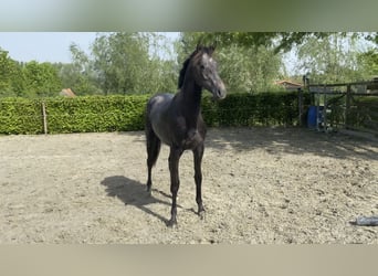 Belgisches Warmblut, Hengst, 4 Jahre, 164 cm, Schimmel