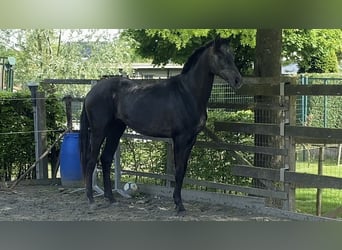 Belgisches Warmblut, Hengst, 4 Jahre, 164 cm, Schimmel