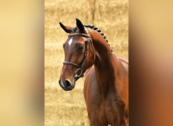 Belgisches Warmblut, Hengst, 4 Jahre, 165 cm, Brauner