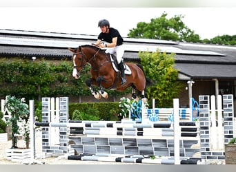 Belgisches Warmblut, Hengst, 4 Jahre, 165 cm, Brauner
