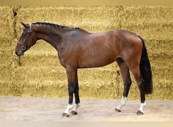 Belgisches Warmblut, Hengst, 4 Jahre, 165 cm, Brauner