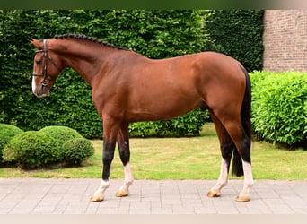 Belgisches Warmblut, Hengst, 4 Jahre, 165 cm, Brauner