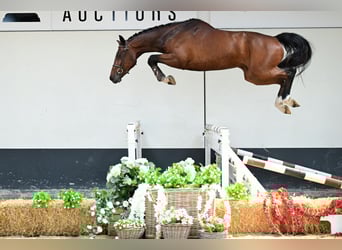 Belgisches Warmblut, Hengst, 4 Jahre, 165 cm, Brauner