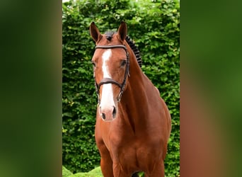 Belgisches Warmblut, Hengst, 4 Jahre, 165 cm, Brauner