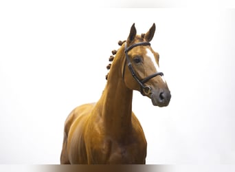 Belgisches Warmblut, Hengst, 4 Jahre, 165 cm, Fuchs