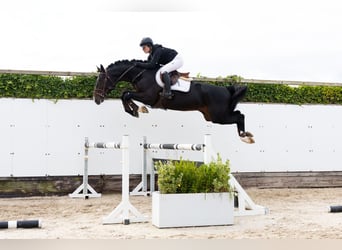 Belgisches Warmblut, Hengst, 4 Jahre, 167 cm, Dunkelbrauner