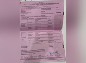 Belgisches Warmblut, Hengst, 4 Jahre, 169 cm, Fuchs