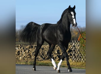 Belgisches Warmblut, Hengst, 4 Jahre, 169 cm, Rappe