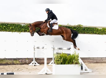 Belgisches Warmblut, Hengst, 4 Jahre, 171 cm, Brauner
