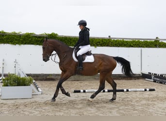 Belgisches Warmblut, Hengst, 4 Jahre, 174 cm, Brauner