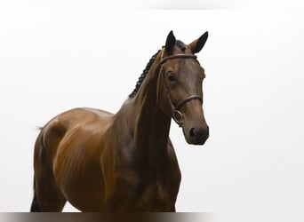 Belgisches Warmblut, Hengst, 4 Jahre, 174 cm, Brauner