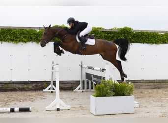 Belgisches Warmblut, Hengst, 4 Jahre, 174 cm, Brauner