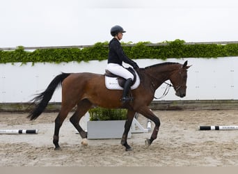 Belgisches Warmblut, Hengst, 4 Jahre, 174 cm, Brauner