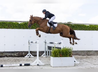 Belgisches Warmblut, Hengst, 4 Jahre, 178 cm, Fuchs