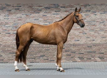 Belgisches Warmblut, Hengst, 4 Jahre, 178 cm, Fuchs