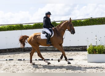 Belgisches Warmblut, Hengst, 4 Jahre, 178 cm, Fuchs