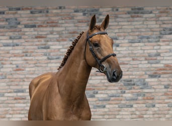 Belgisches Warmblut, Hengst, 4 Jahre, 178 cm, Fuchs