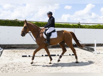 Belgisches Warmblut, Hengst, 4 Jahre, 178 cm, Fuchs