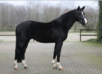 Belgisches Warmblut, Hengst, 5 Jahre, 166 cm, Rappe