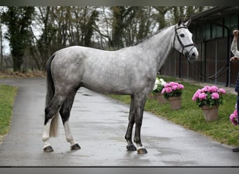 Belgisches Warmblut, Hengst, 5 Jahre, 166 cm, Schimmel
