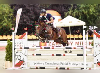 Belgisches Warmblut, Hengst, 6 Jahre, 167 cm, Brauner