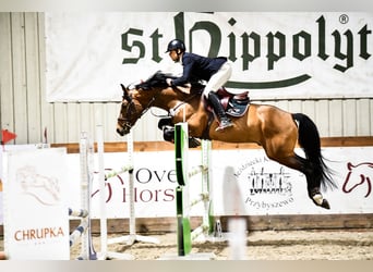 Belgisches Warmblut, Hengst, 6 Jahre, 167 cm, Brauner