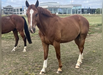 Belgisches Warmblut, Hengst, 7 Jahre