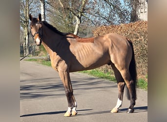 Belgisches Warmblut, Hengst, 8 Jahre, 170 cm, Hellbrauner