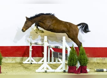 Belgisches Warmblut, Hengst, Fohlen (05/2025), 155 cm, Brauner