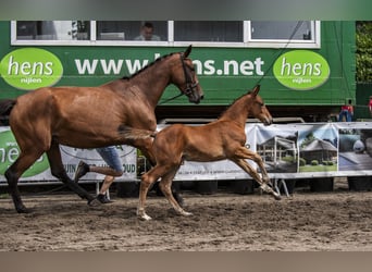 Belgisches Warmblut, Hengst, Fohlen (05/2024), 170 cm, Hellbrauner