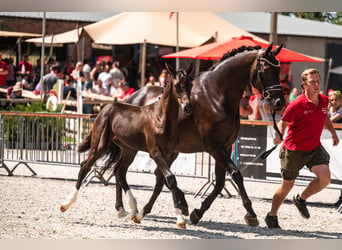 Belgisches Warmblut, Hengst, Fohlen (04/2026), 170 cm, Rappe