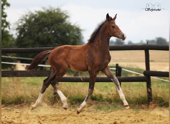 Belgisches Warmblut, Hengst, Fohlen (05/2026), 170 cm, Schwarzbrauner