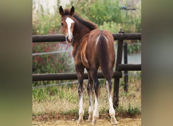 Belgisches Warmblut, Hengst, Fohlen (05/2026), 170 cm, Schwarzbrauner