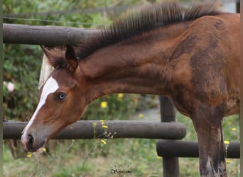 Belgisches Warmblut, Hengst, Fohlen (05/2026), 170 cm, Schwarzbrauner