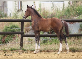 Belgisches Warmblut, Hengst, Fohlen (05/2026), 170 cm, Schwarzbrauner