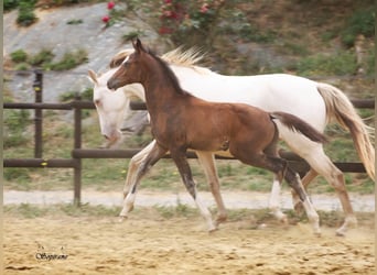 Belgisches Warmblut, Hengst, Fohlen (05/2026), 170 cm, Schwarzbrauner