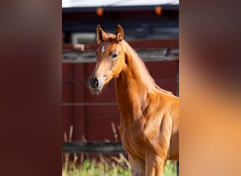 Belgisches Warmblut, Hengst, Fohlen (05/2025), 173 cm