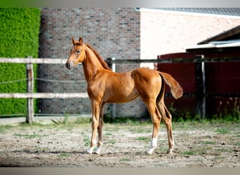 Belgisches Warmblut, Hengst, Fohlen (05/2025), 173 cm