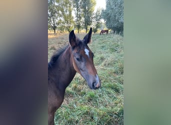 Belgisches Warmblut, Hengst, Fohlen (05/2026), Blauschimmel
